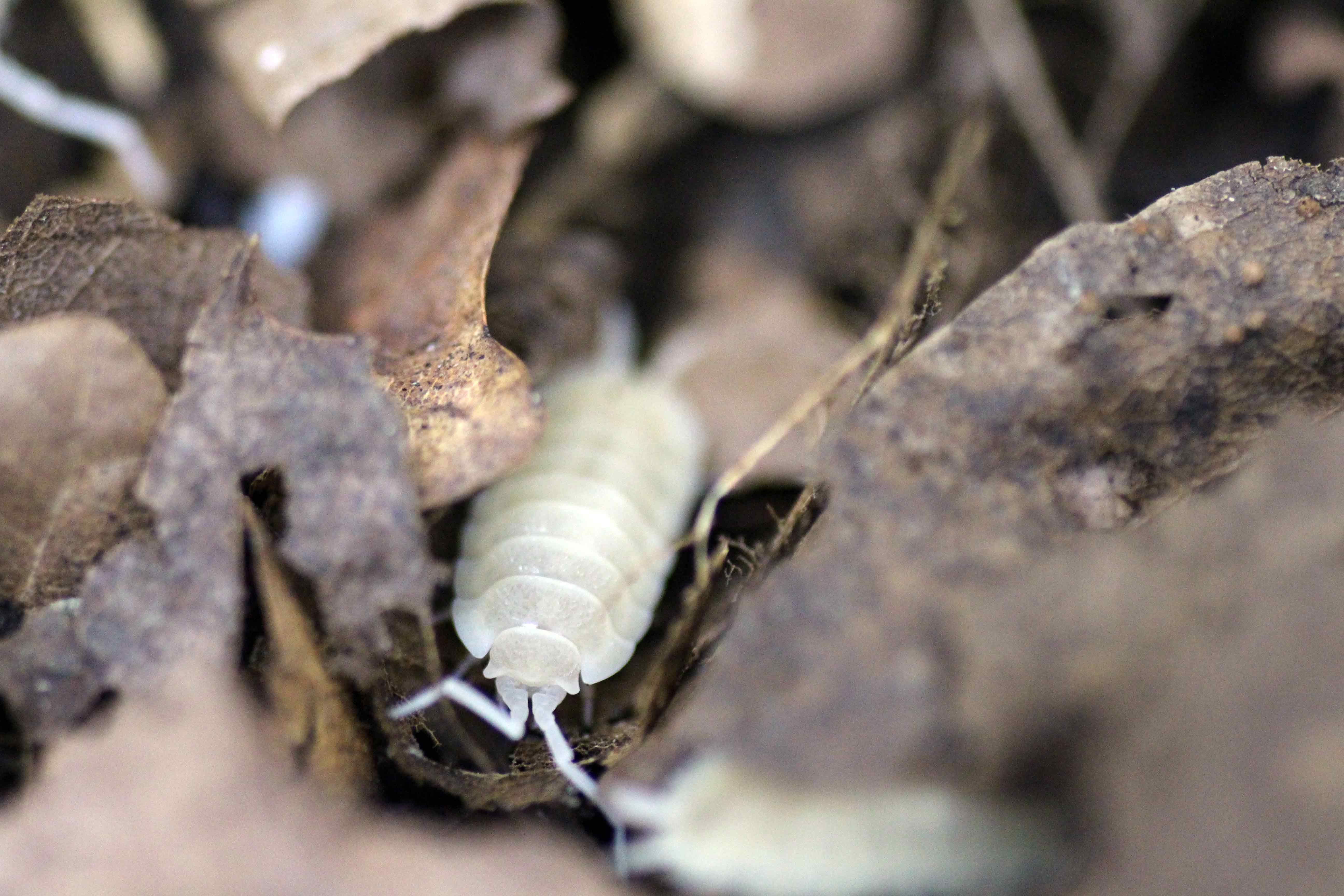 Porcellio scaber "White Out"