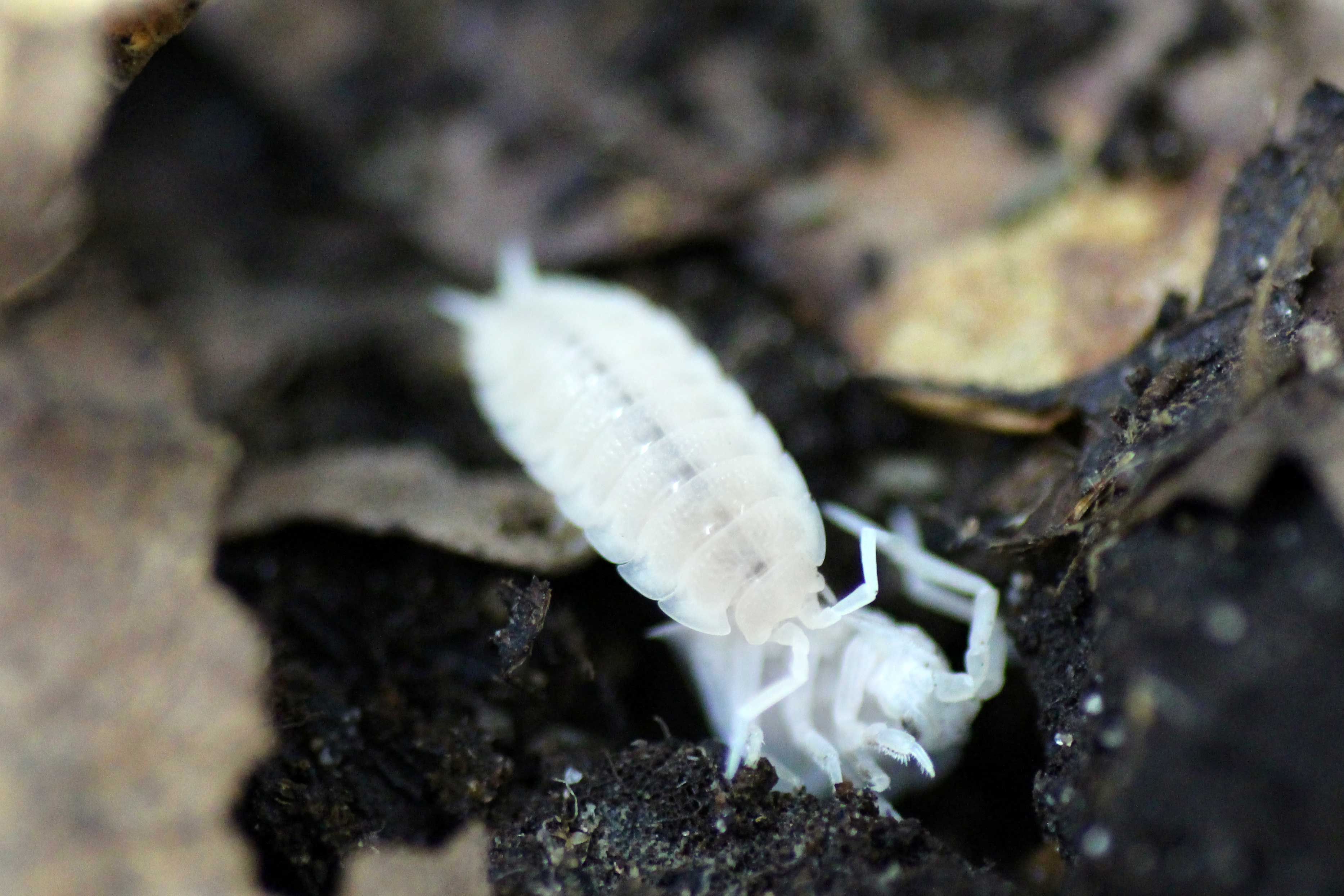 Porcellio scaber "White Out"