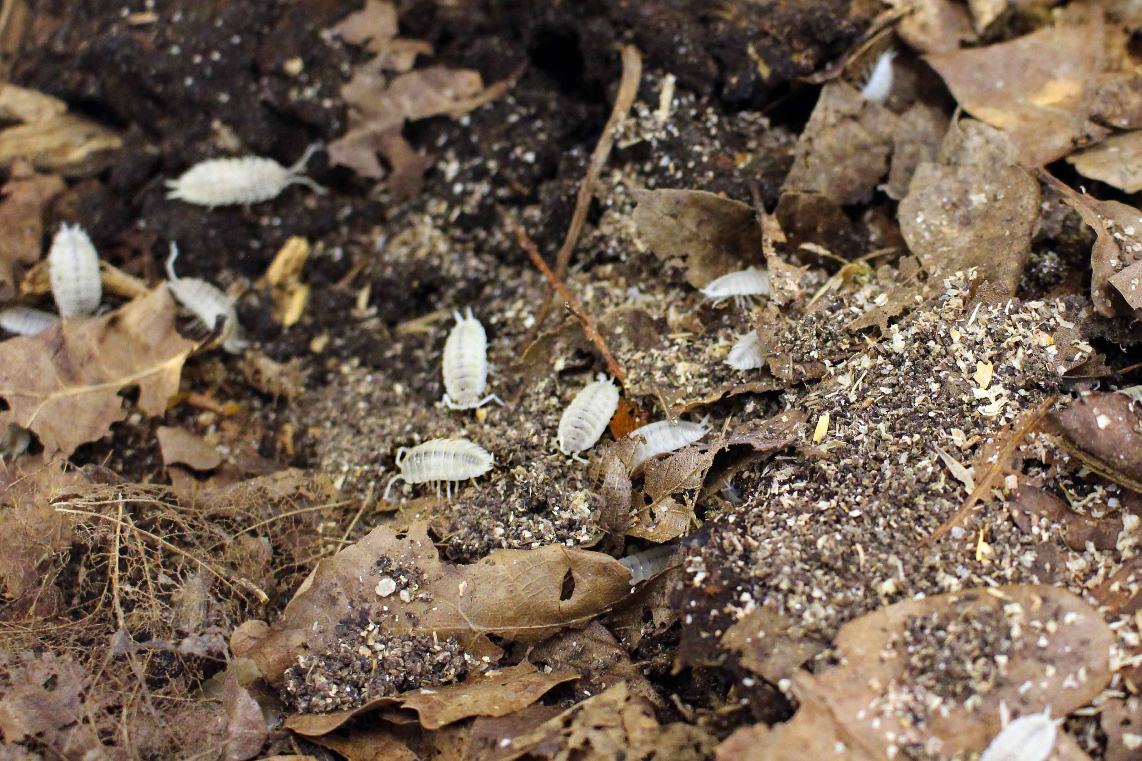 Porcellio scaber "White Out"