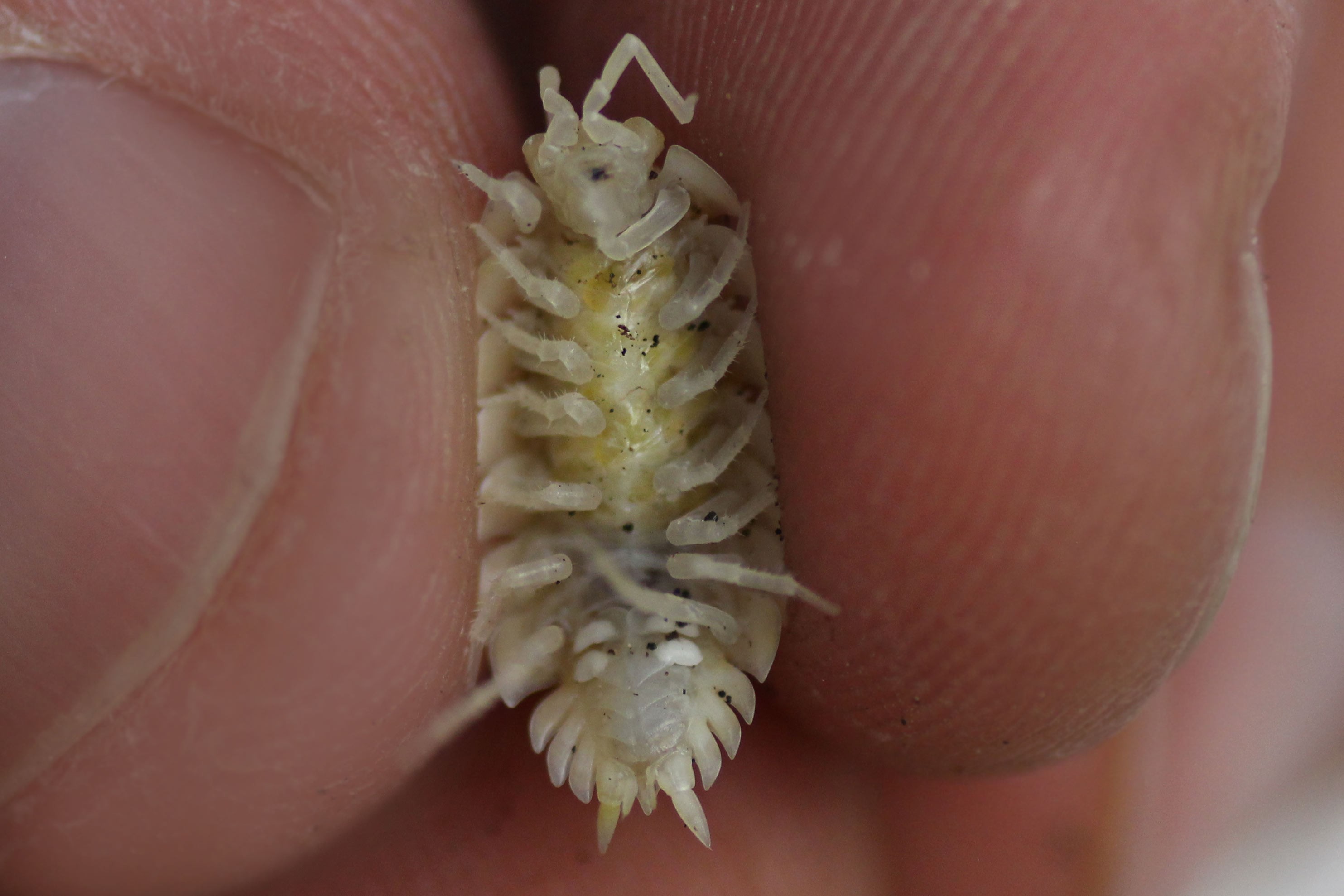 Porcellio scaber "White Out"