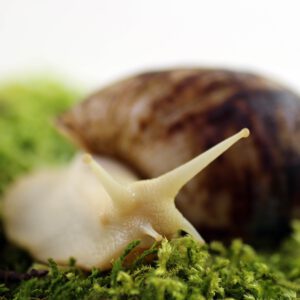 Kategorie-Foto-Schnecken