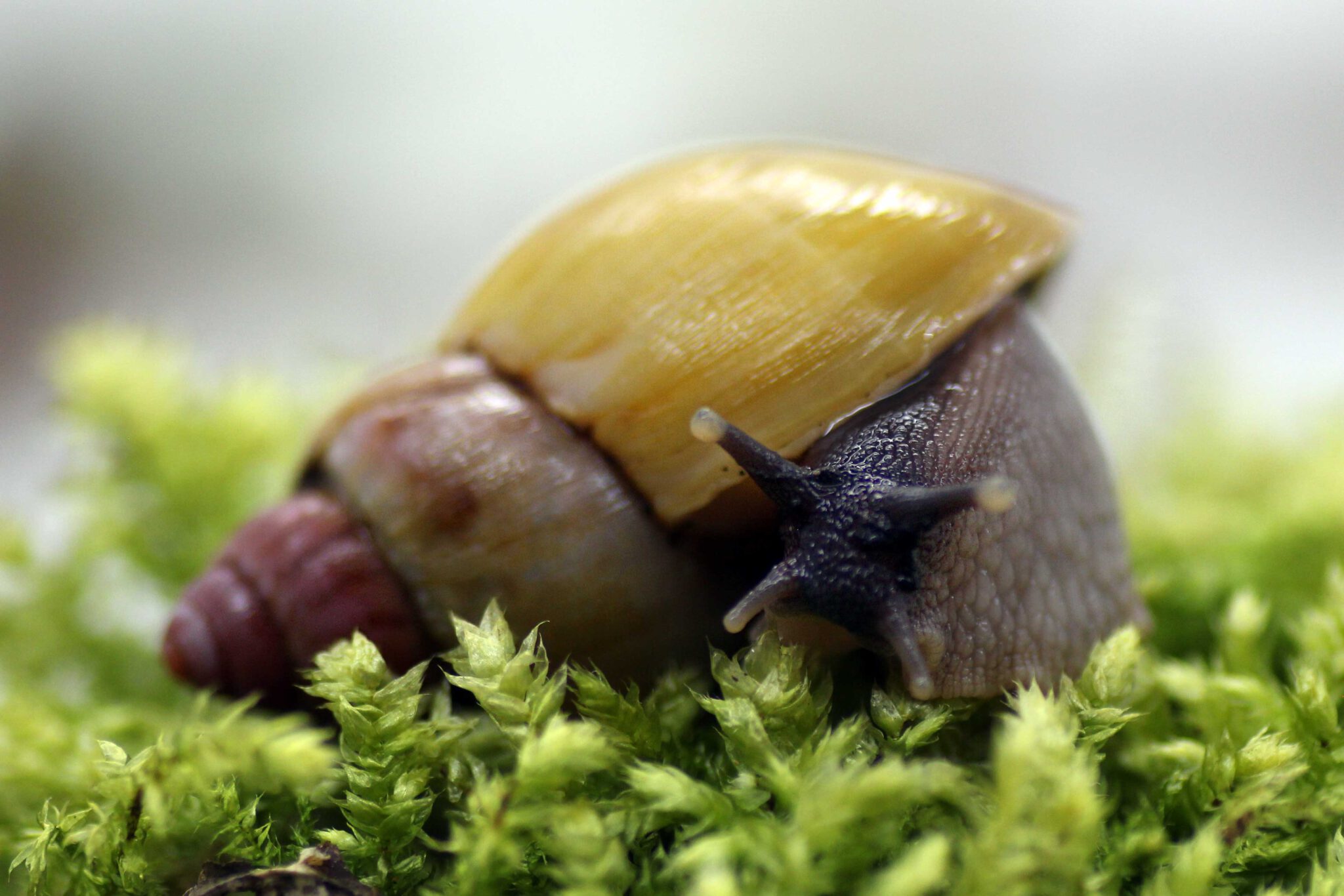 Lissachatina reticulata