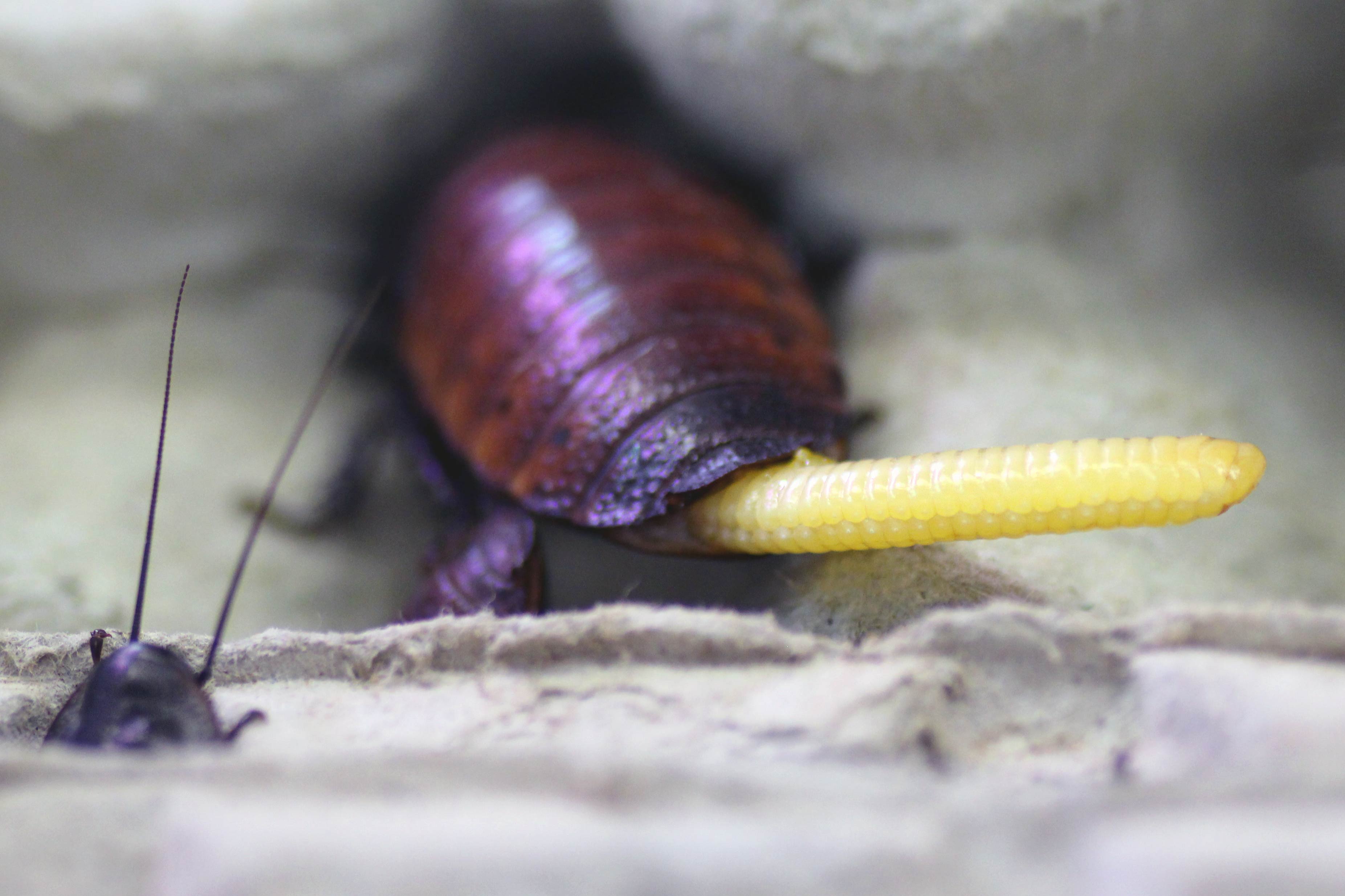 Madagaskar Fauchschabe Oothek