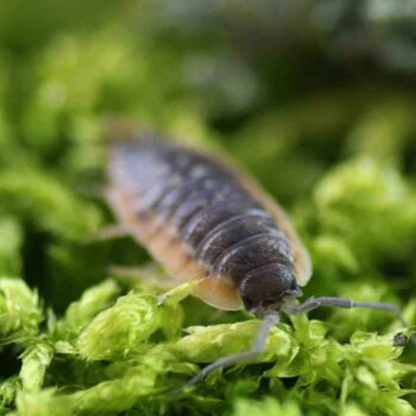 Porcellio duboscqui troglophila