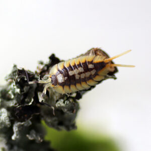 Porcellio expansus "Orange" Edulio Line