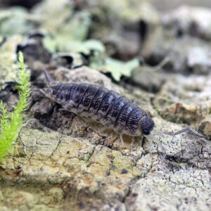 Porcellio spec. "Barbate"