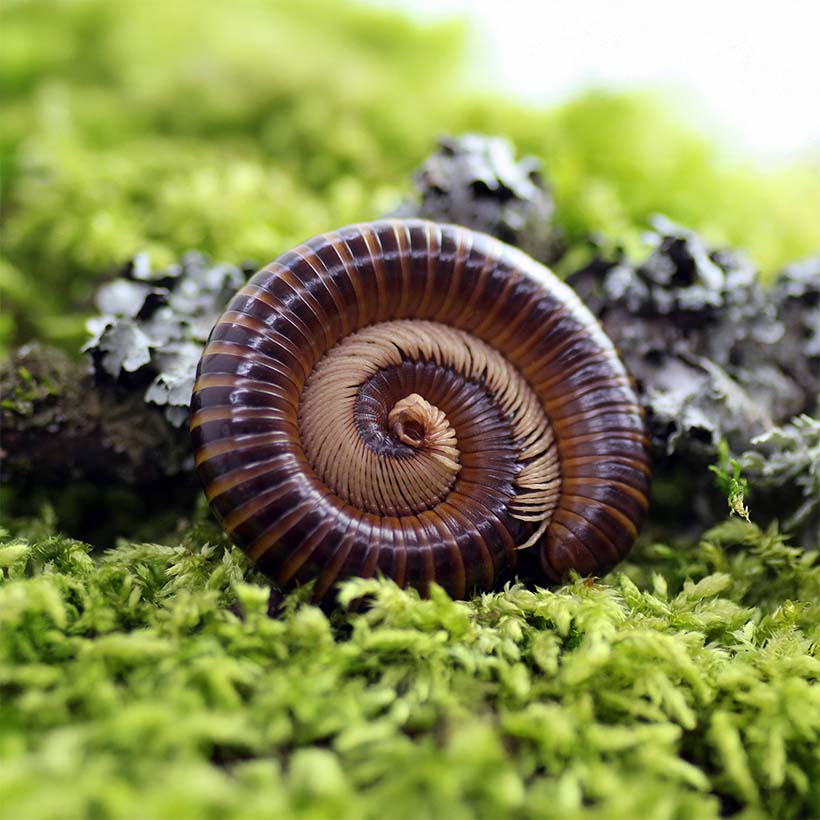 Telodeinopus assiensis « mille-pattes d'Afrique de l'Ouest »