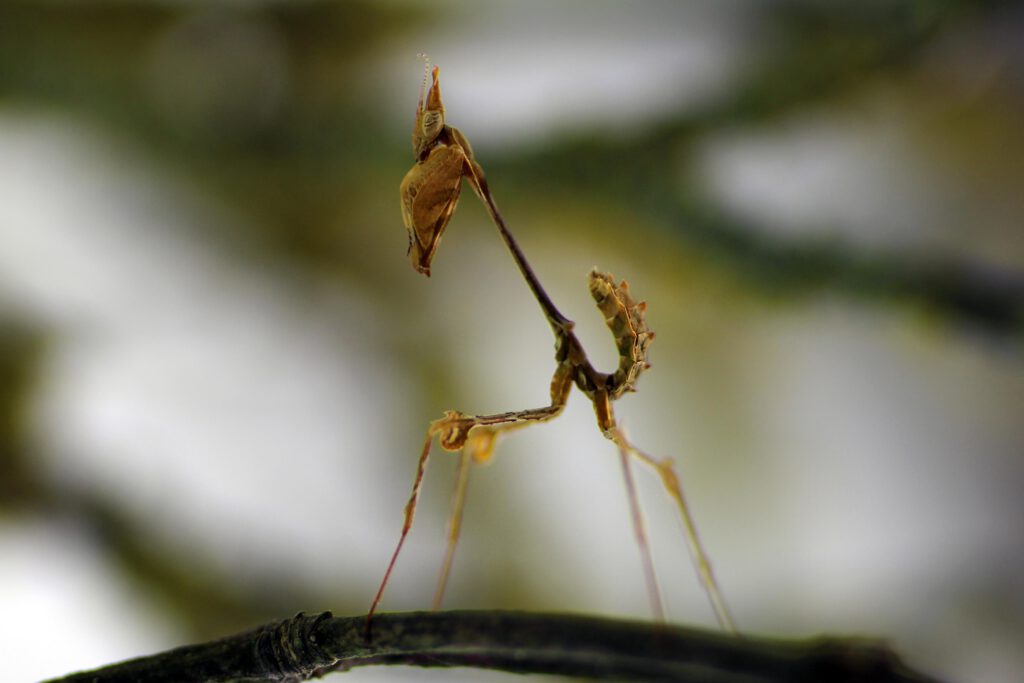 Phyllocrania paradoxa 