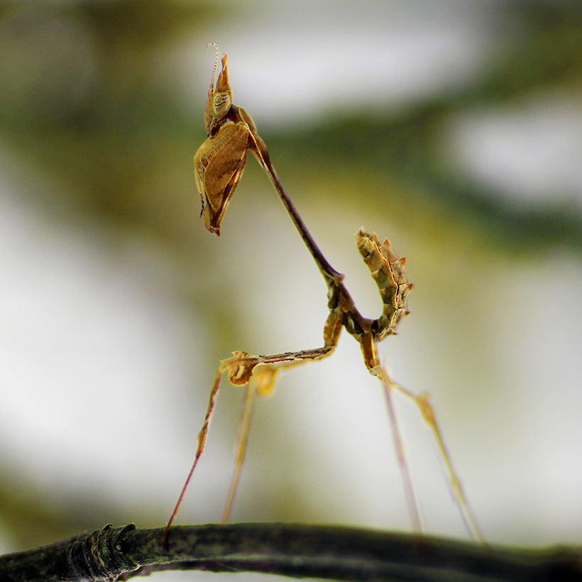 Gongylus gongylodes "Changing violin"