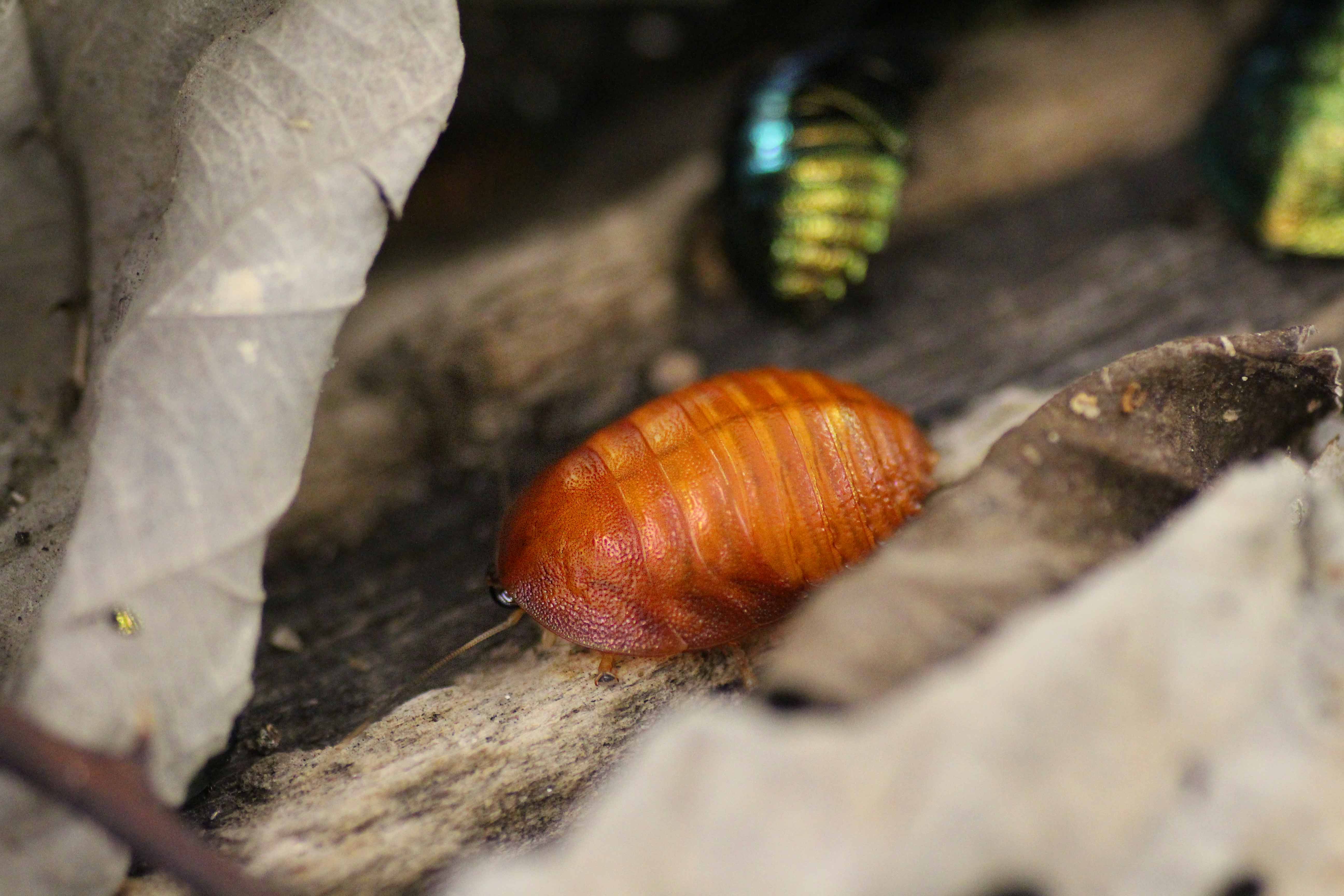 Pseudoglomeris magnifica