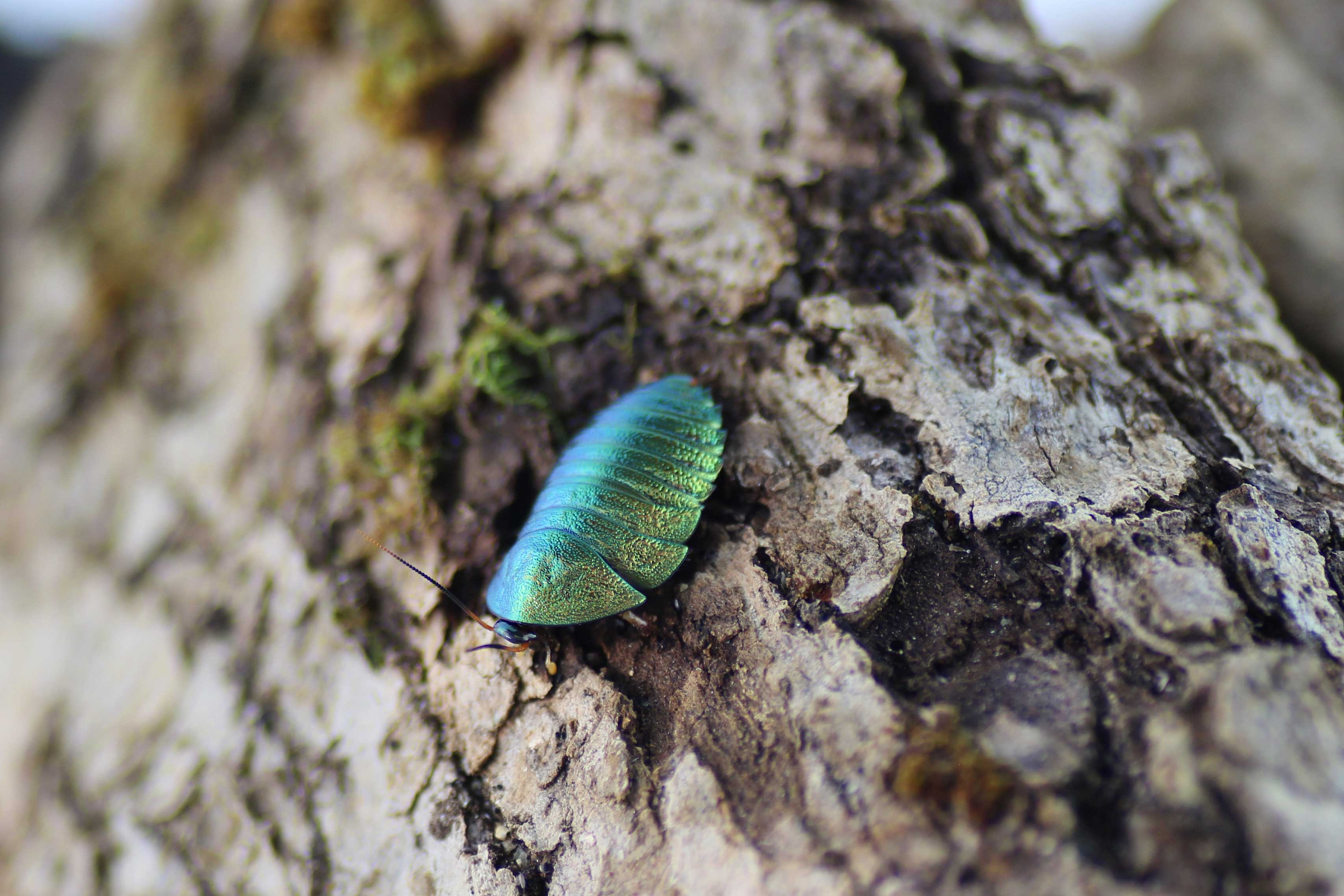 Pseudoglomeris magnifica