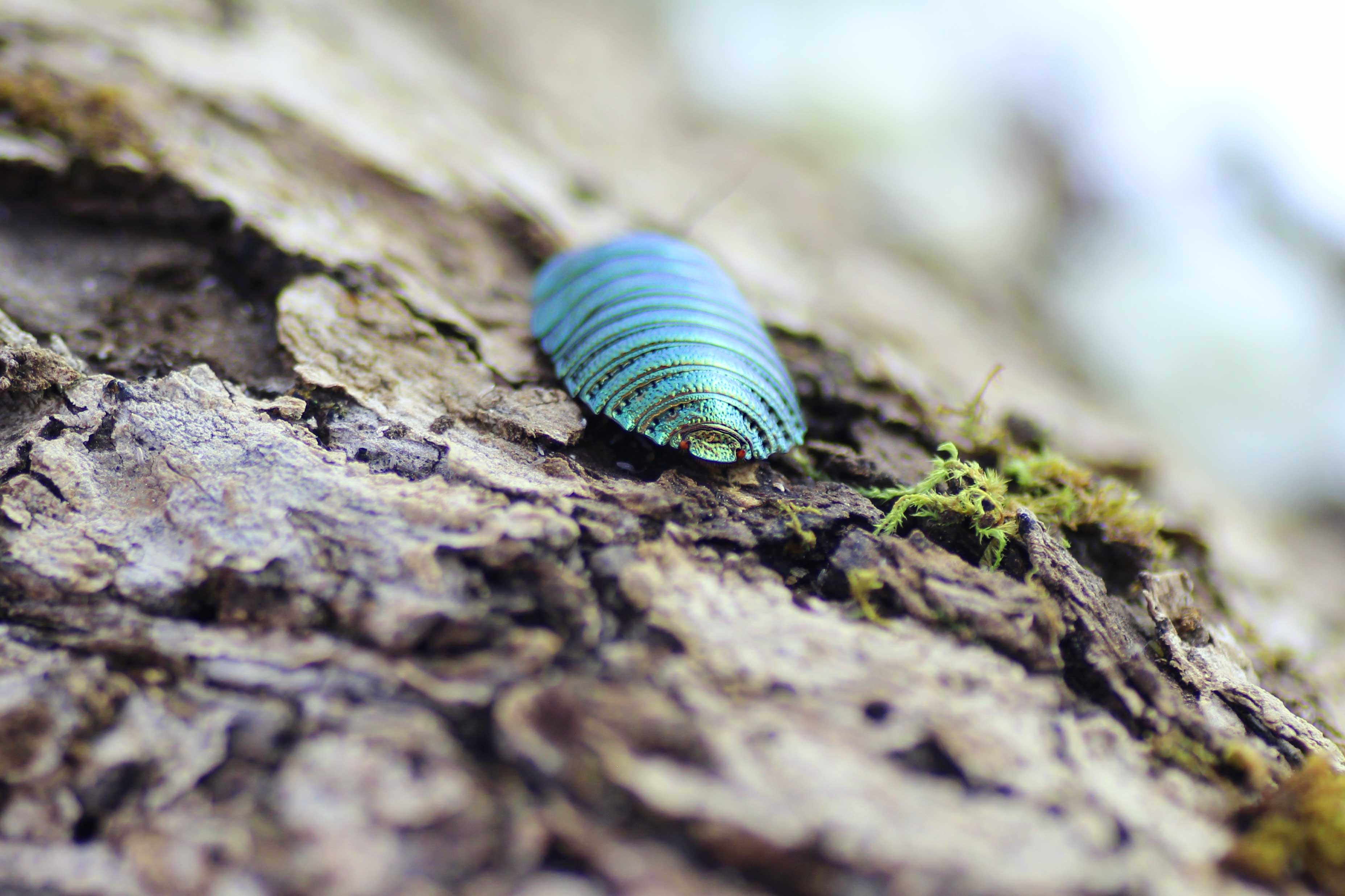 Pseudoglomeris magnifica