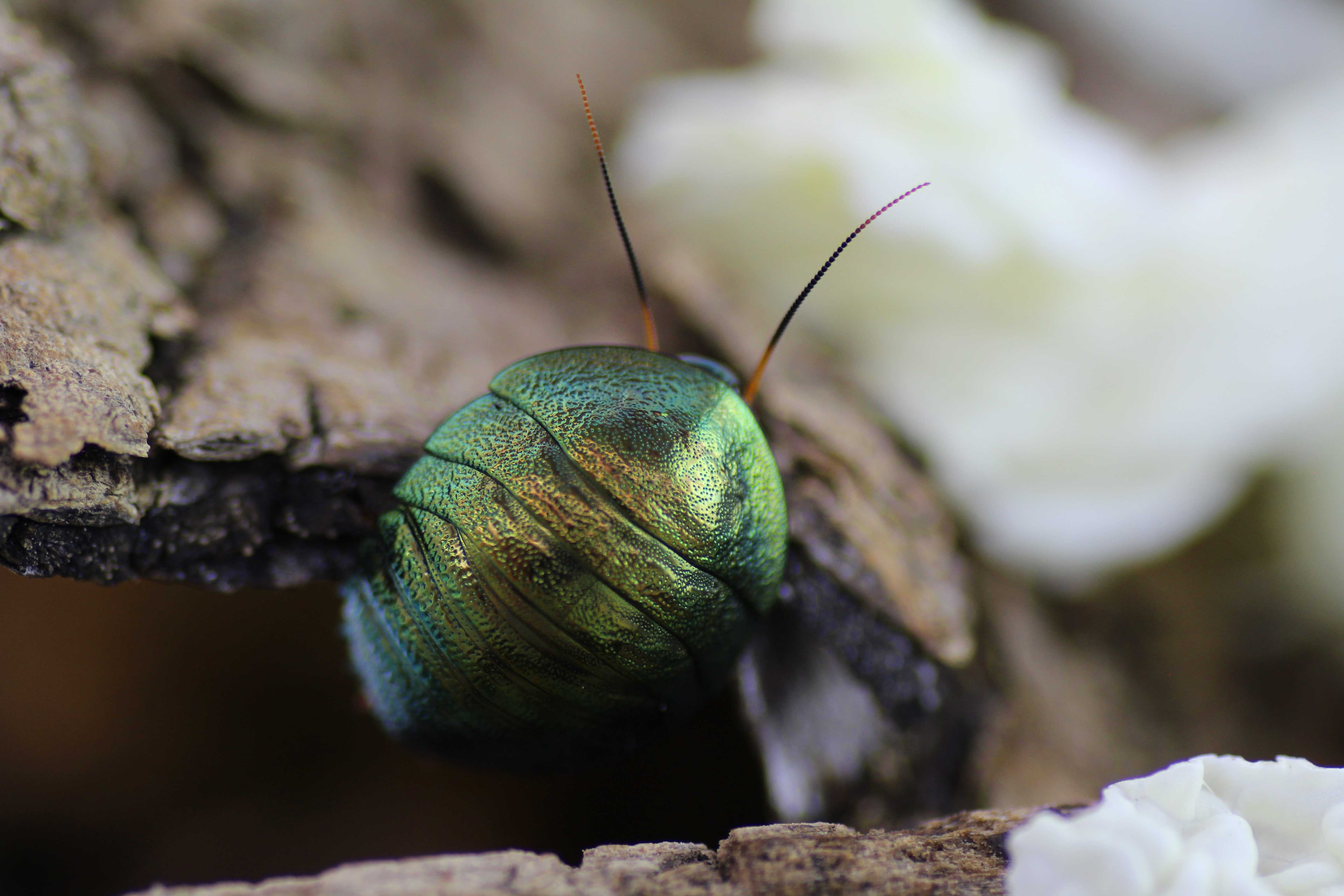 Pseudoglomeris magnifica