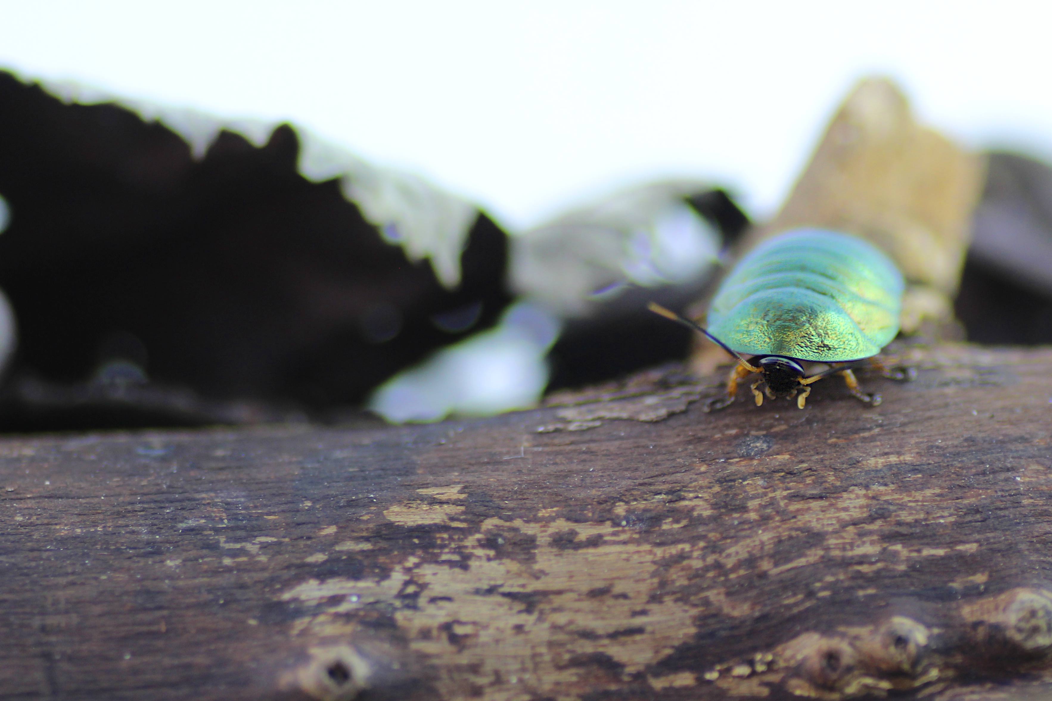 Pseudoglomeris magnifica