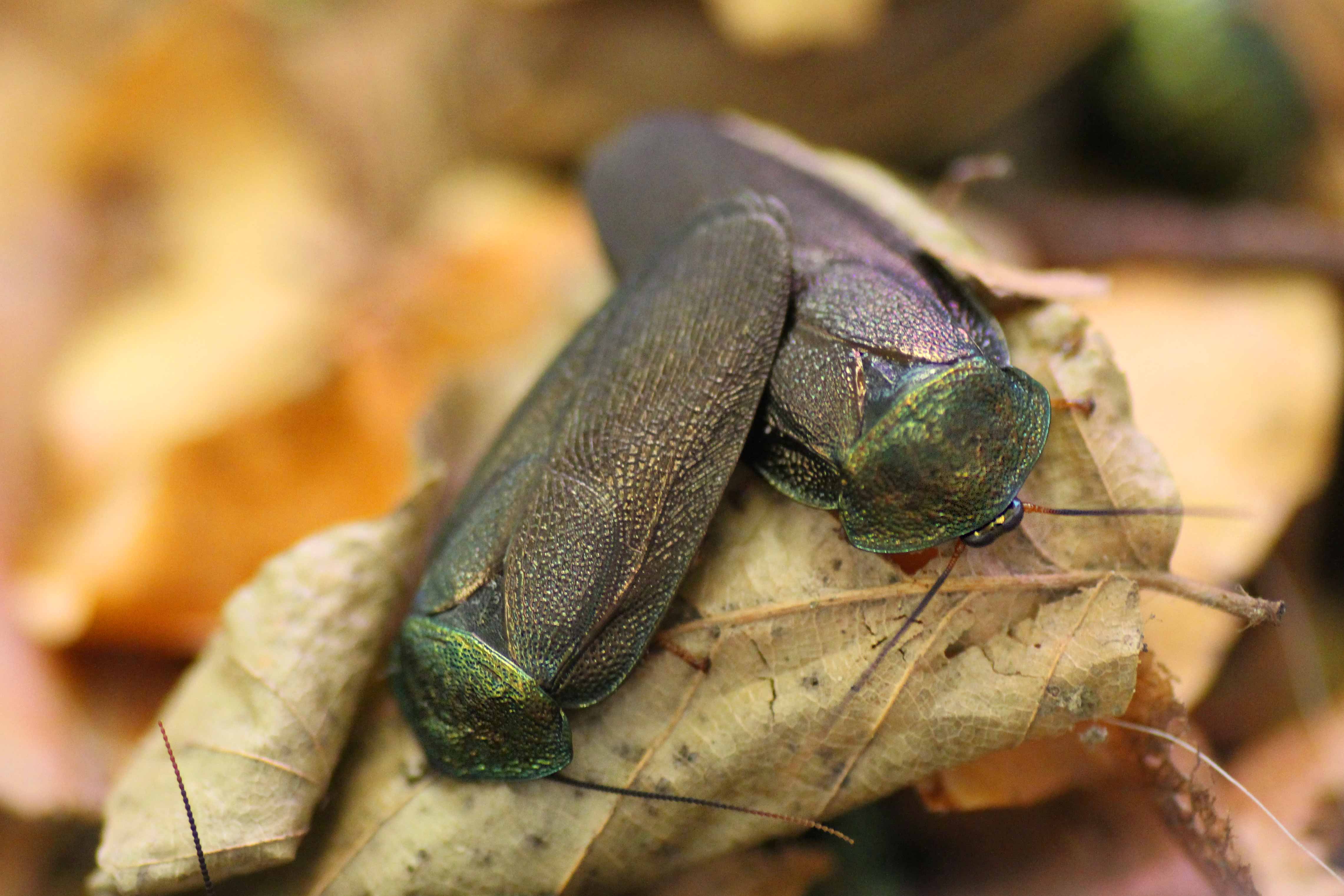 Pseudoglomeris magnifica