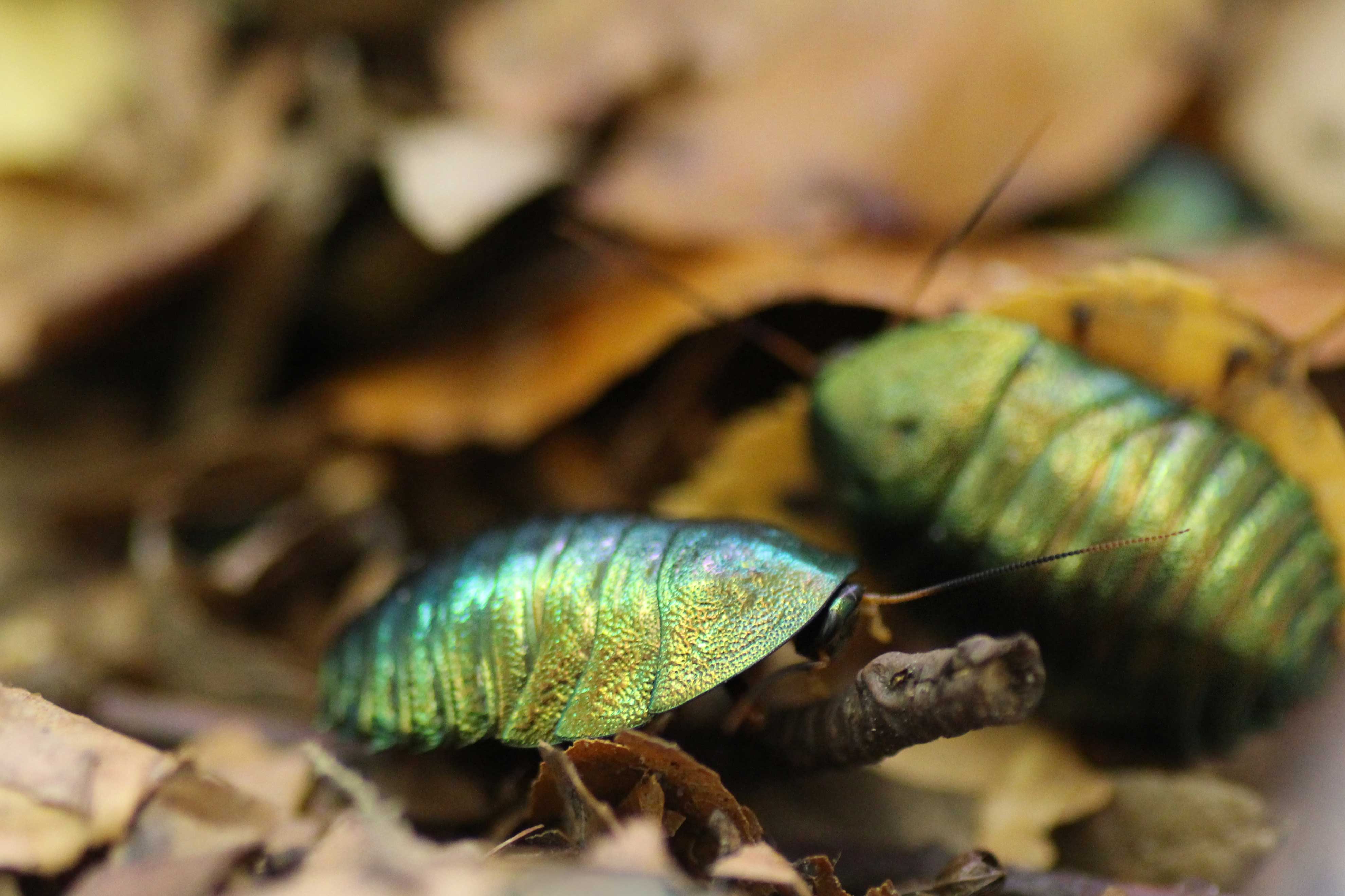 Pseudoglomeris magnifica
