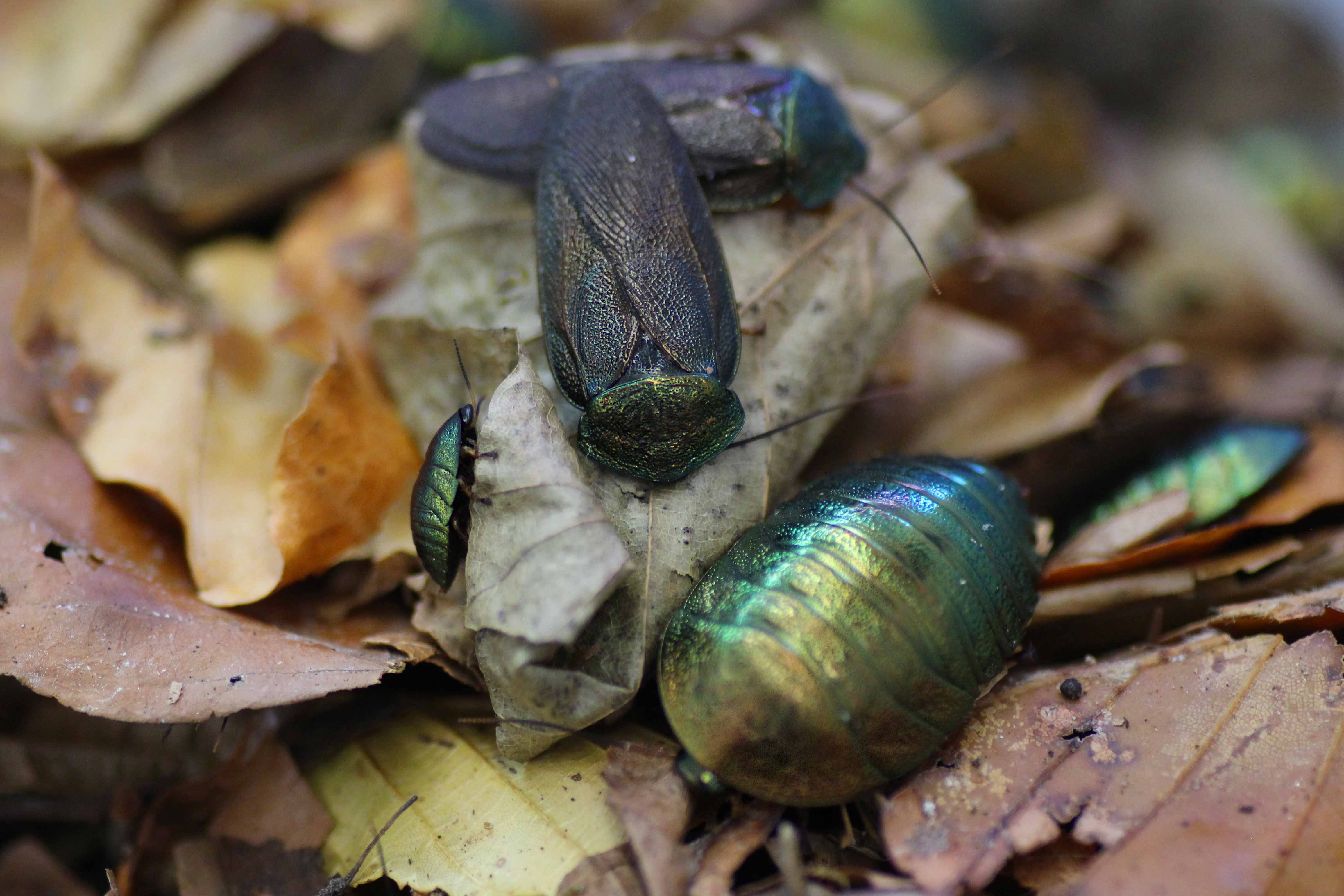 Pseudoglomeris magnifica