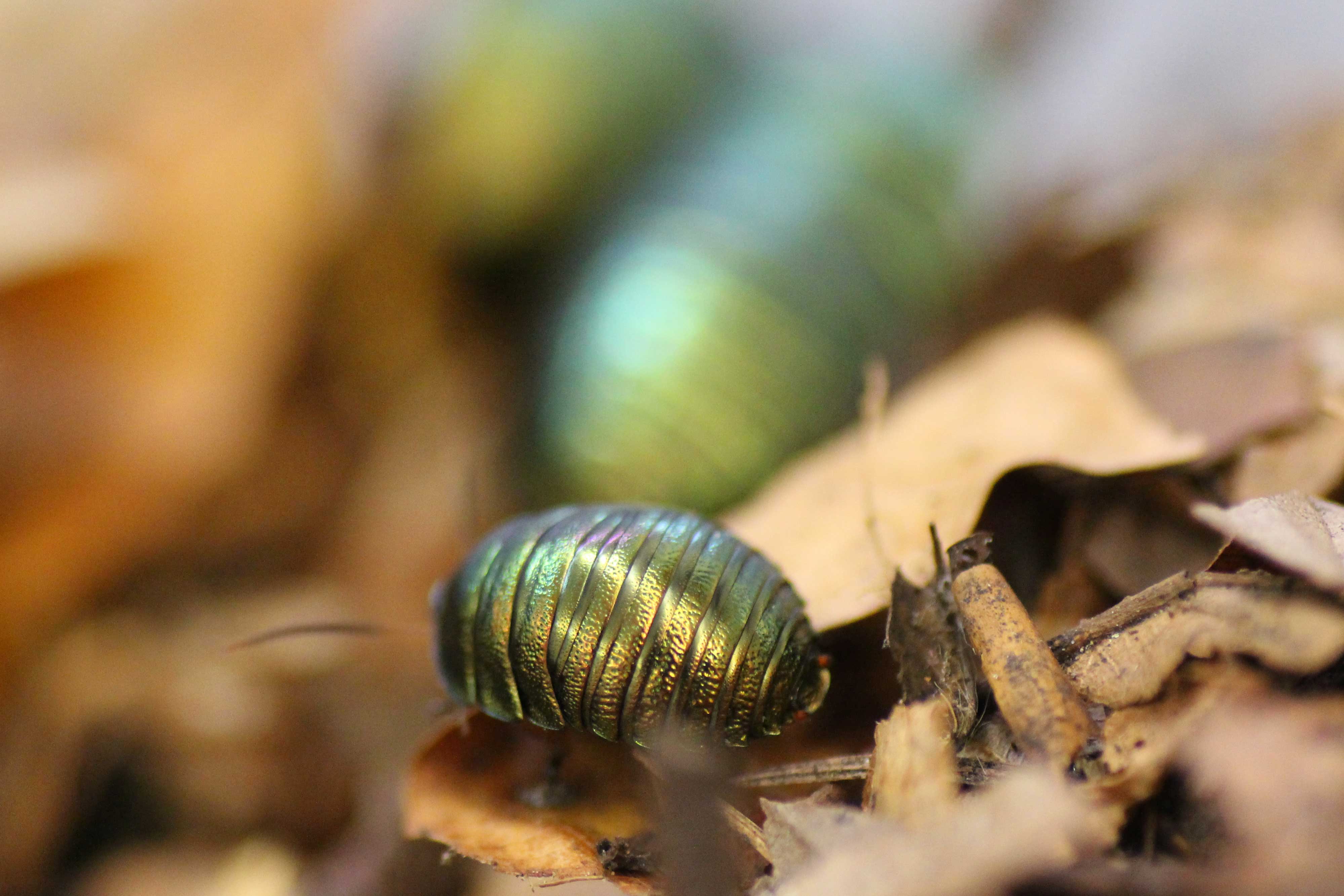 Pseudoglomeris magnifica