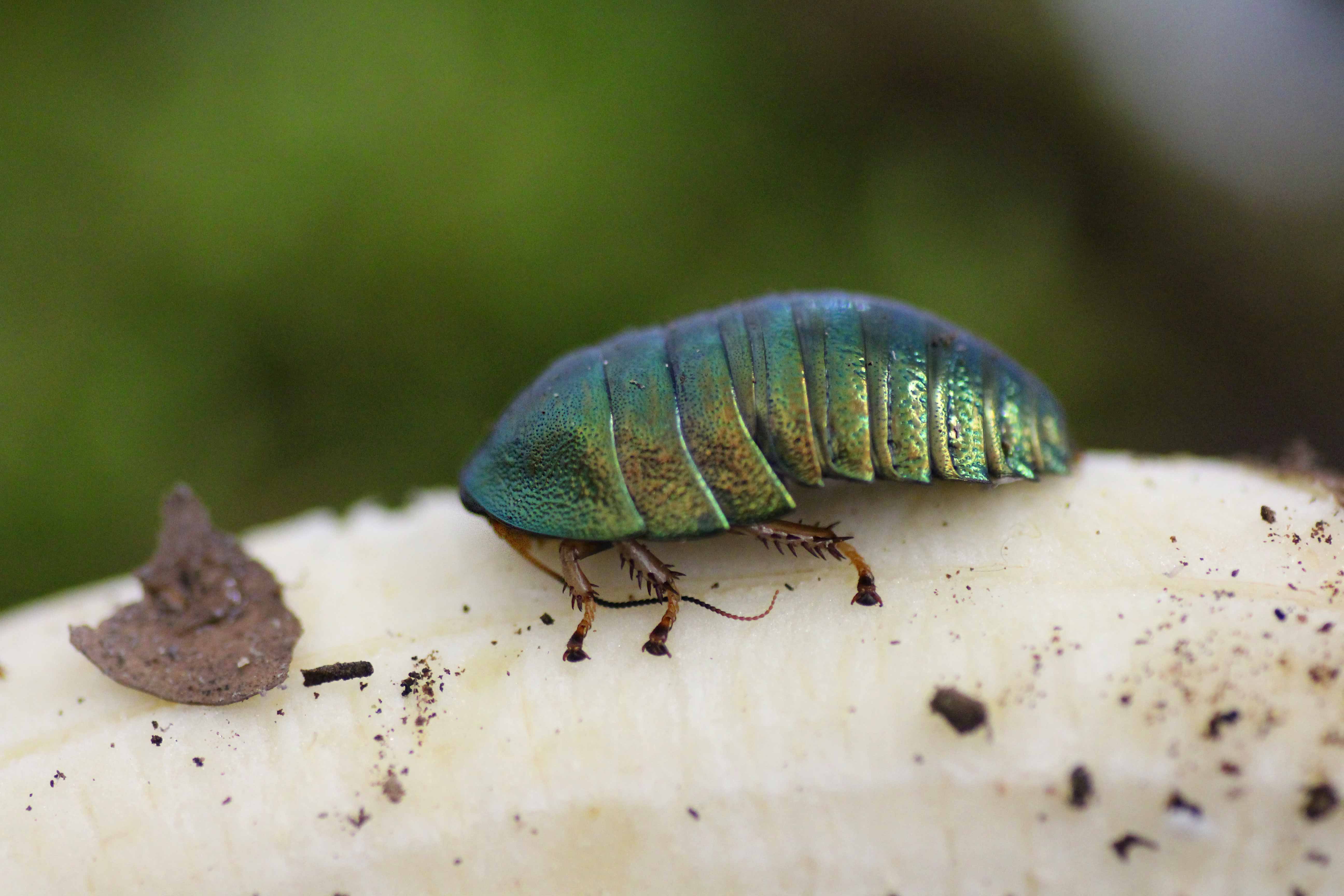 Pseudoglomeris magnifica