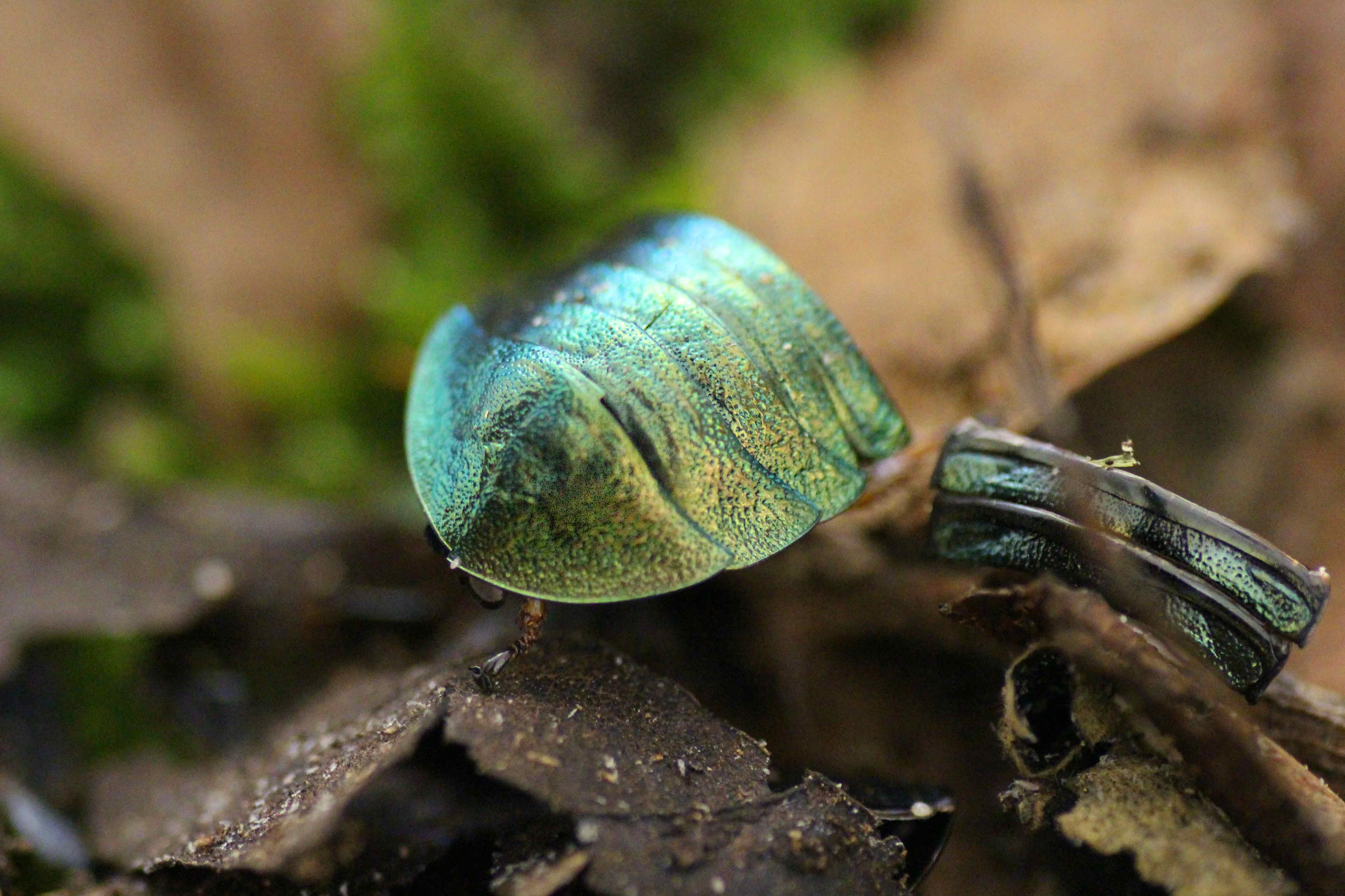 Pseudoglomeris magnifica