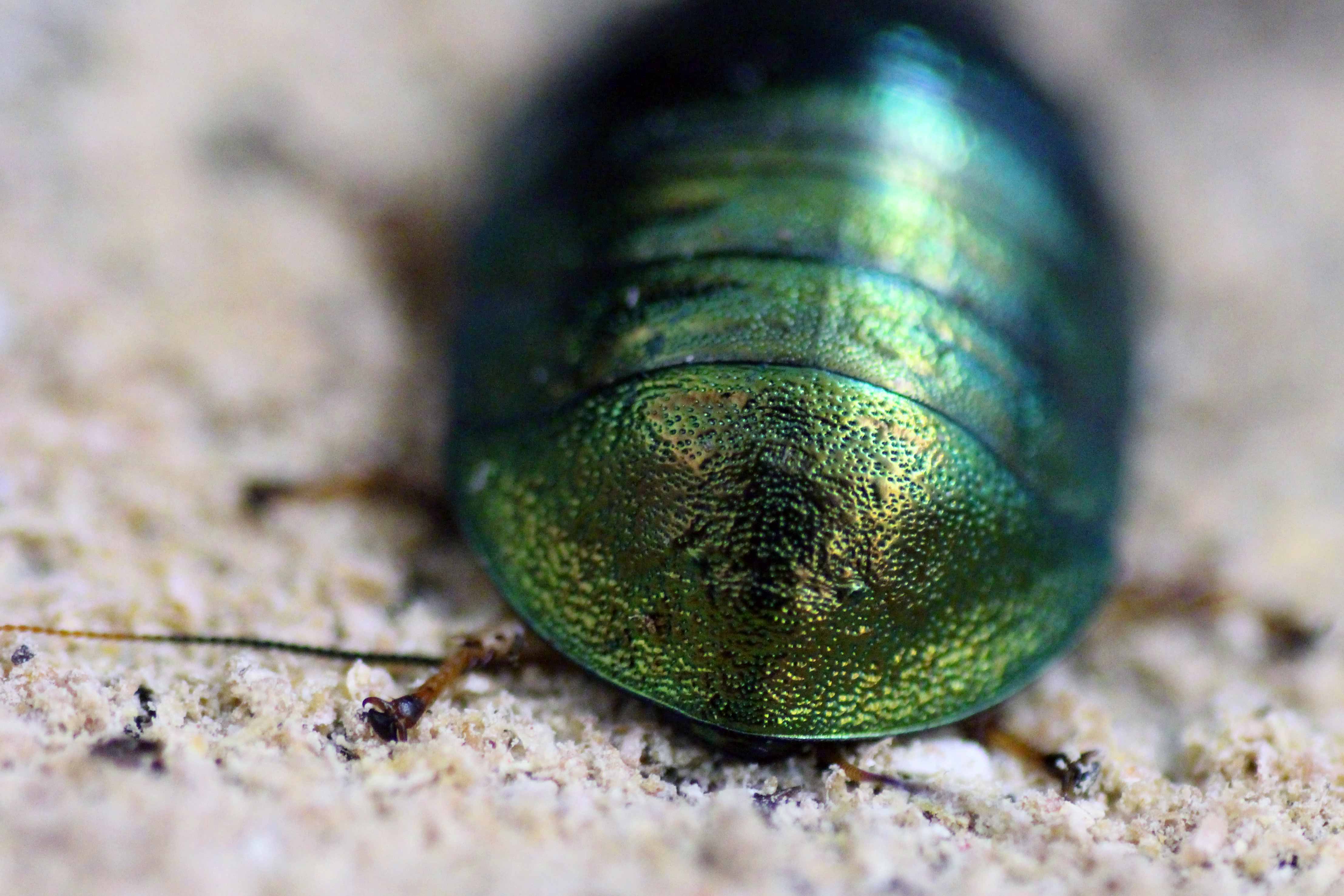 Pseudoglomeris magnifica