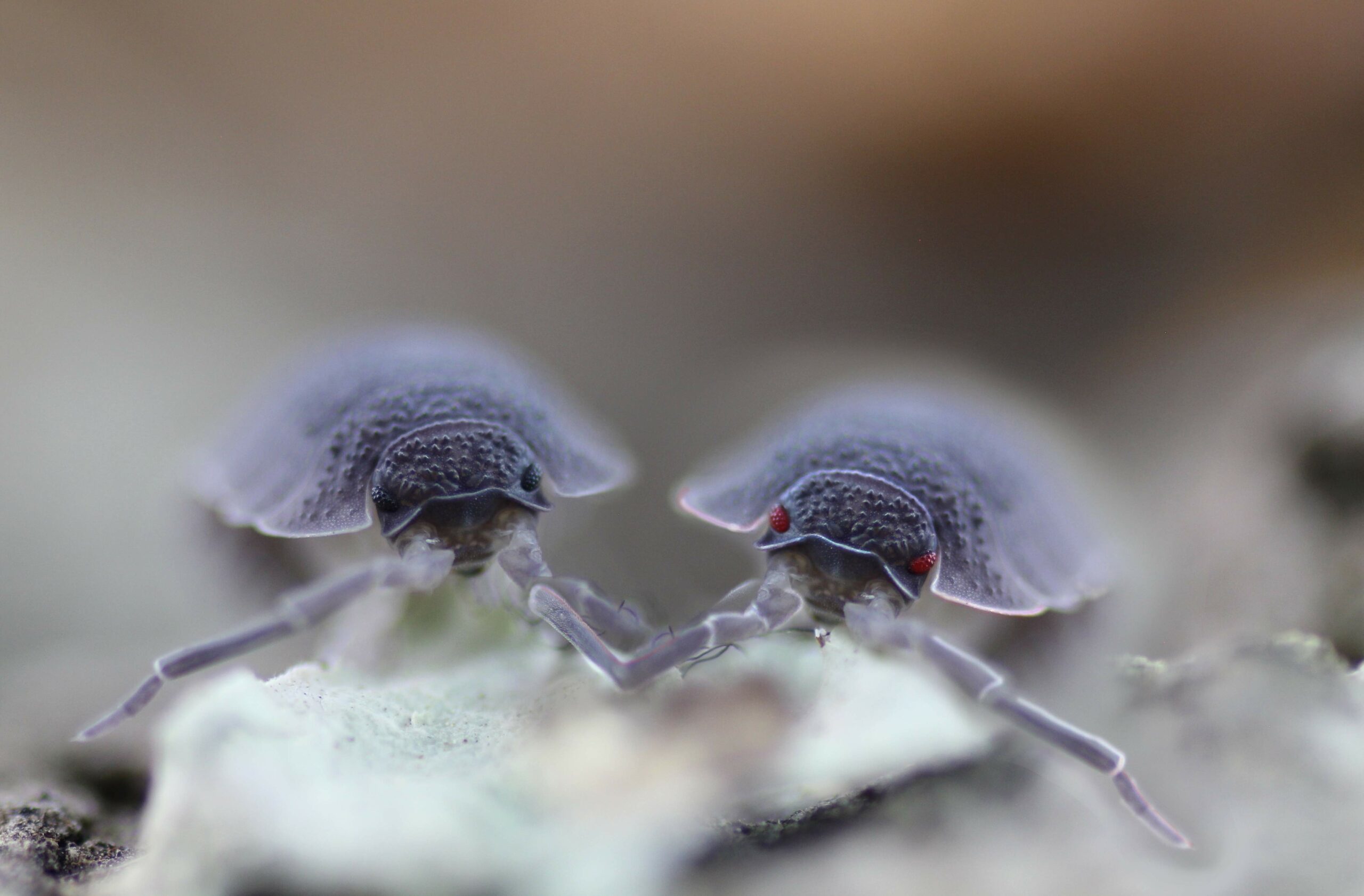 Von der grauen Maus zur Designer Morphe