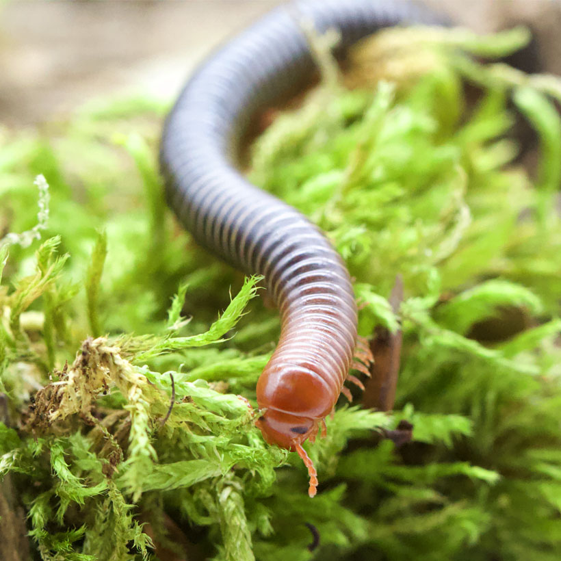 Analocostreptus servatius - Vorne