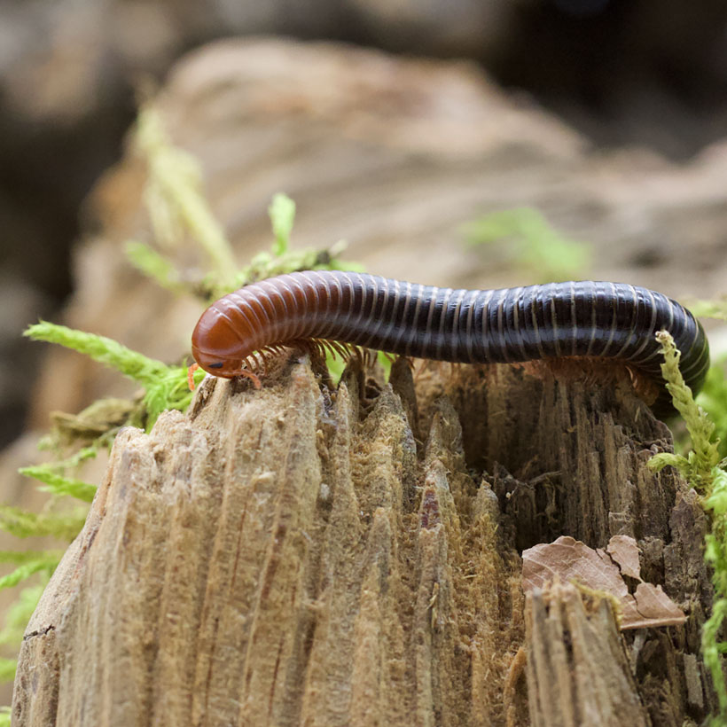 Analocostreptus servatius