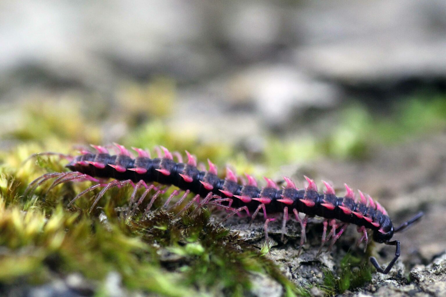 Desmoxytes planata Pink Dragon Millipede - Insektenliebe