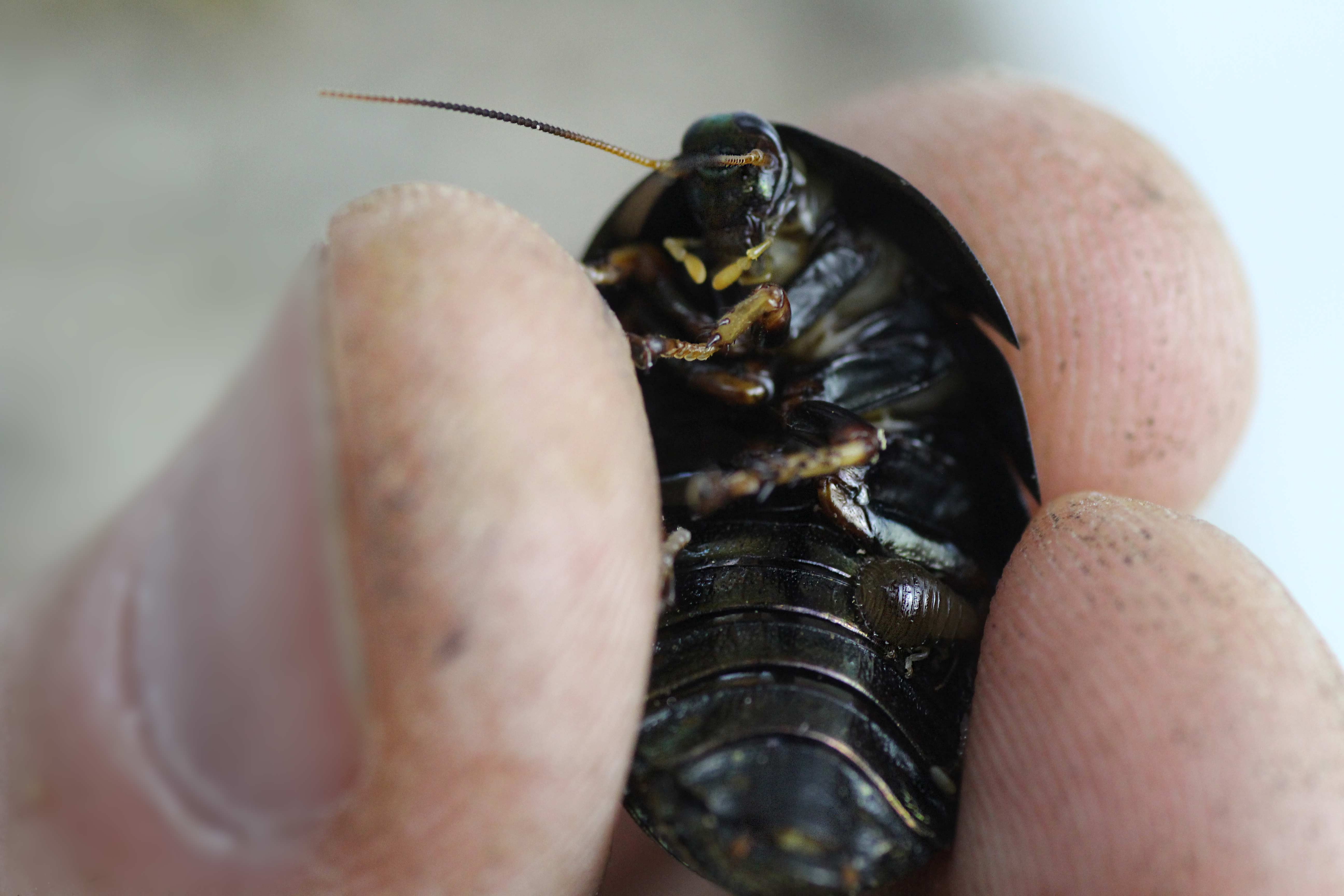 Pseudoglomeris magnifica Baby