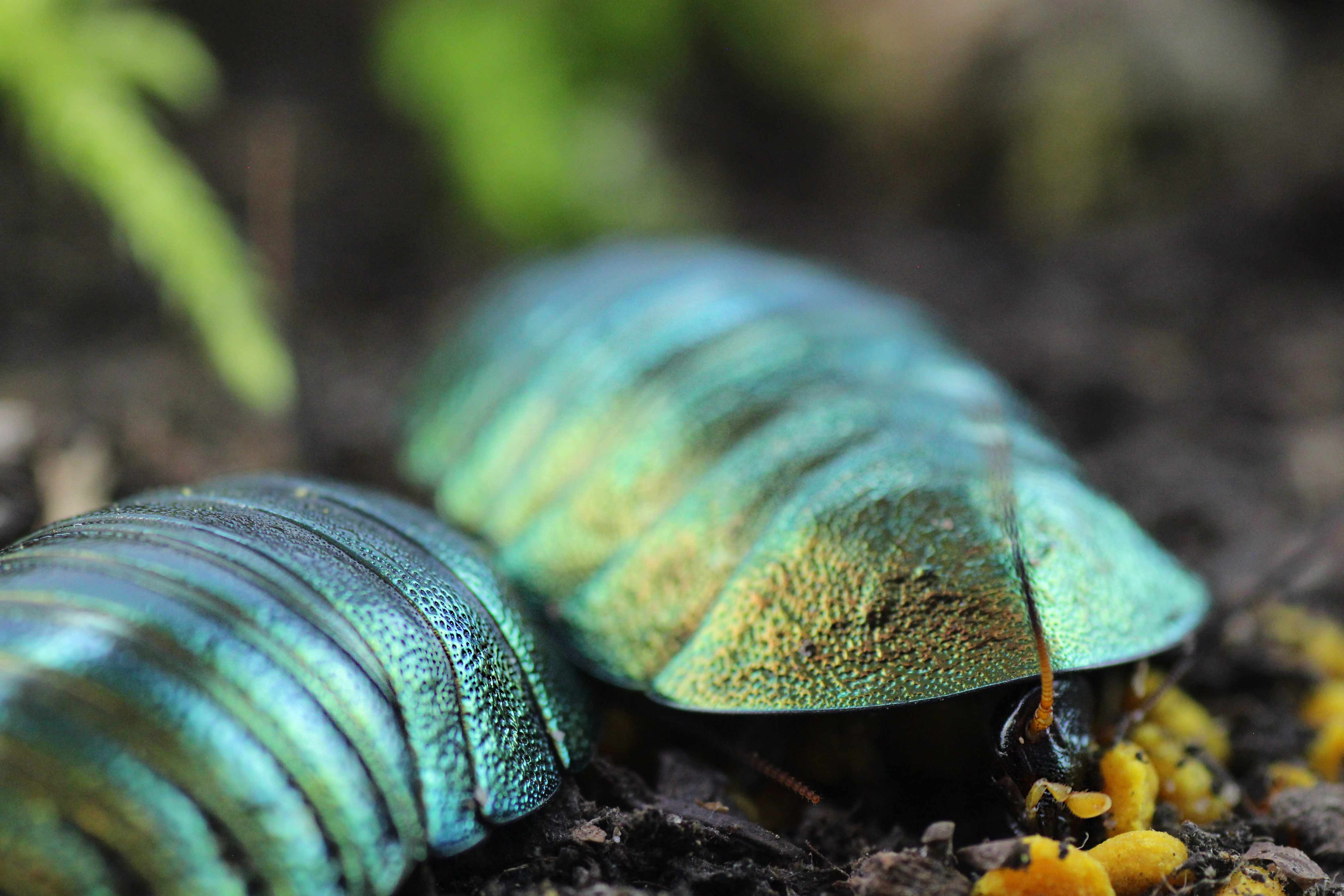 Pseudoglomeris magnifica Futter