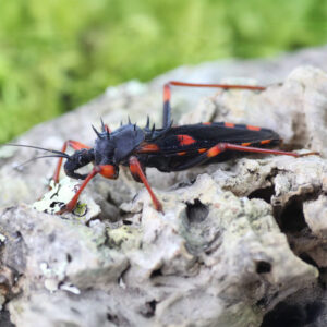 Psytalla horrida "cimice predatrice"