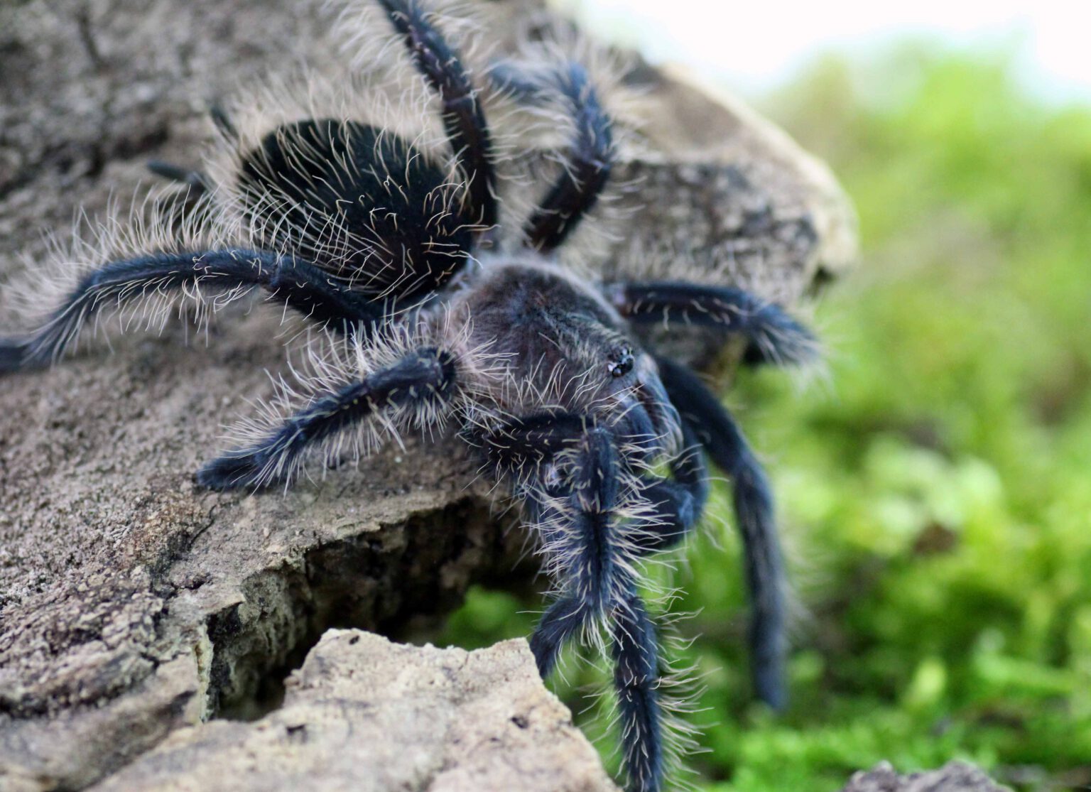 Phidippus regius