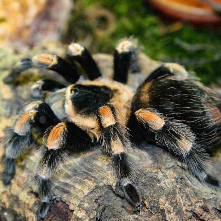 Brachypelma hamorii 