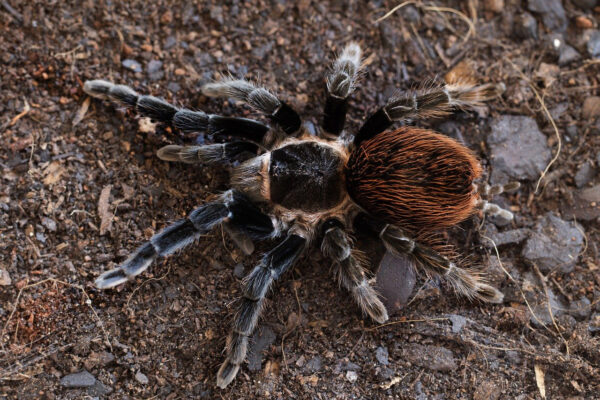 Brachypelma hamorii 