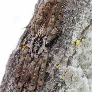 Heteroscodra maculata