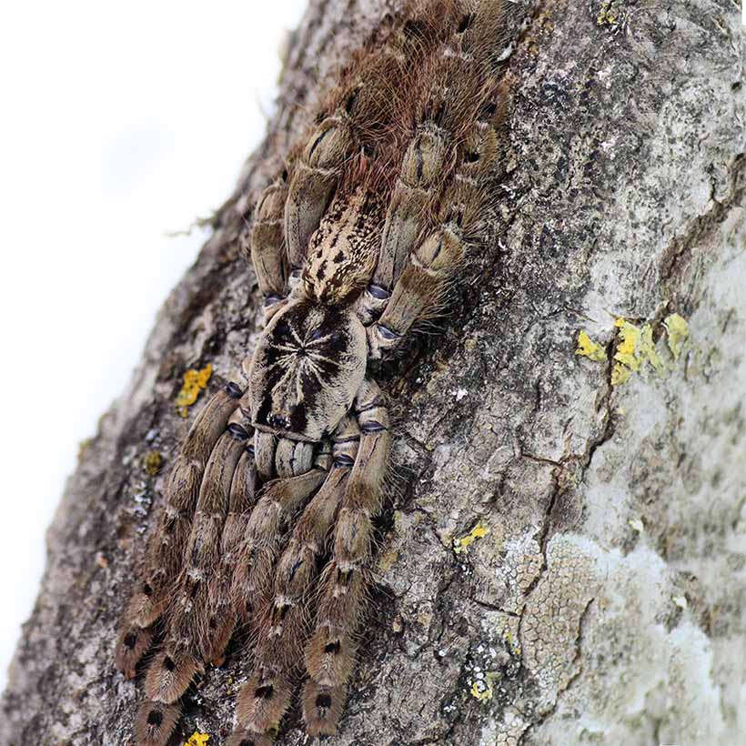 Heteroscodra maculata