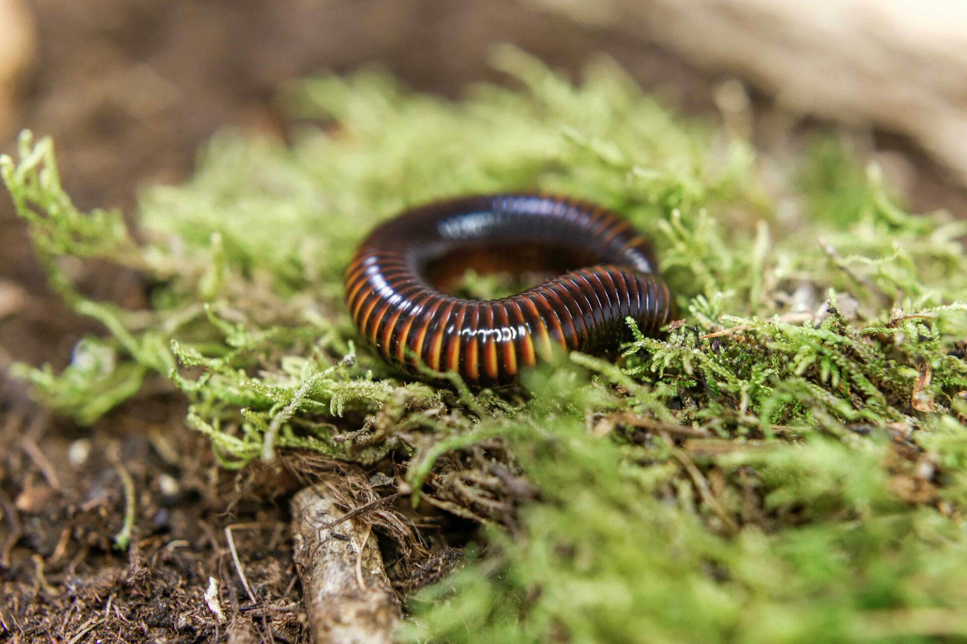 Spirostreptus spec. 9