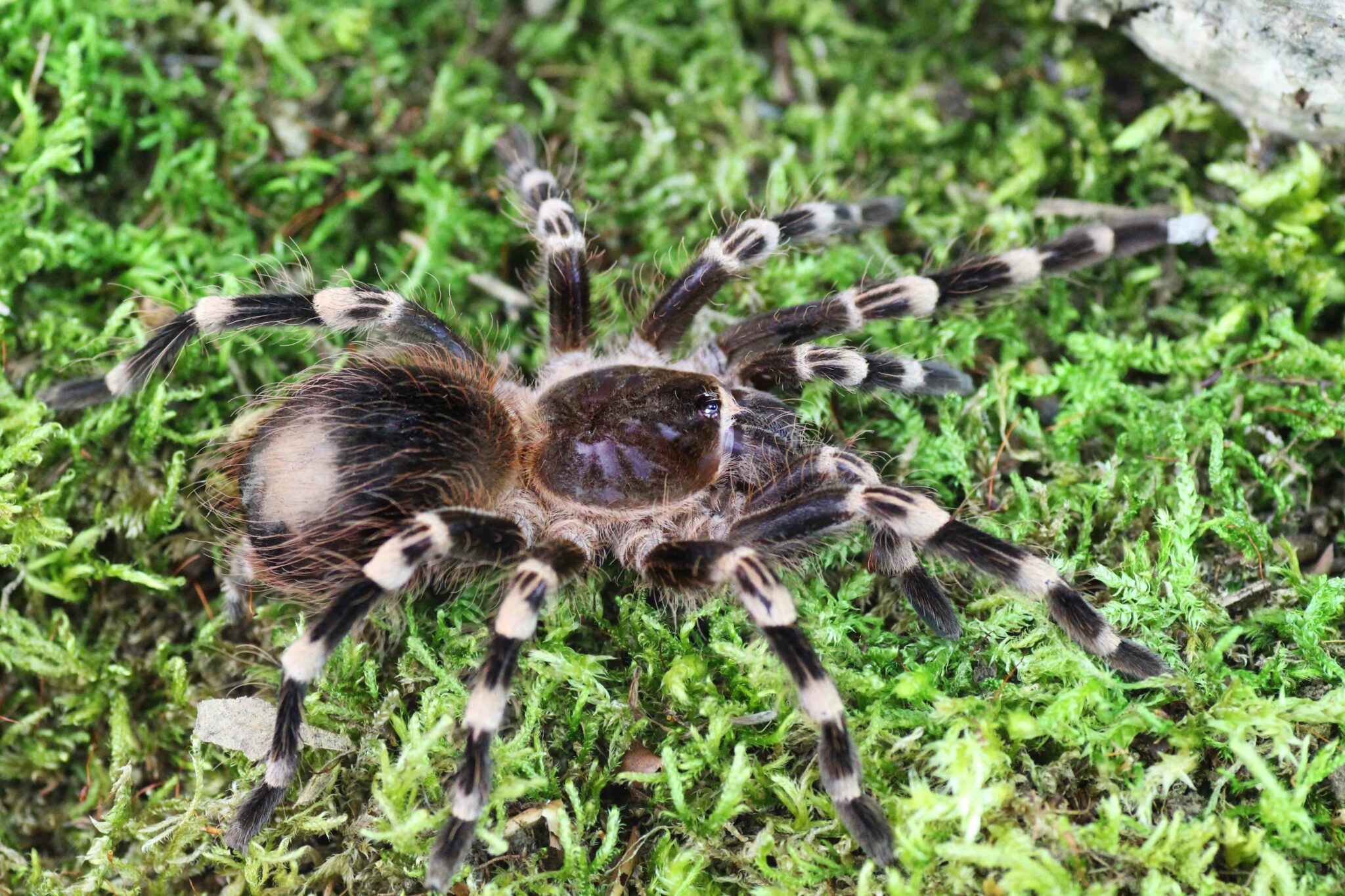 Acanthoscurria geniculata фото