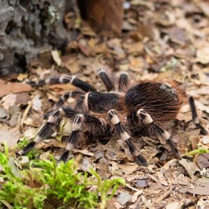 Acanthoscurria geniculata- Seite