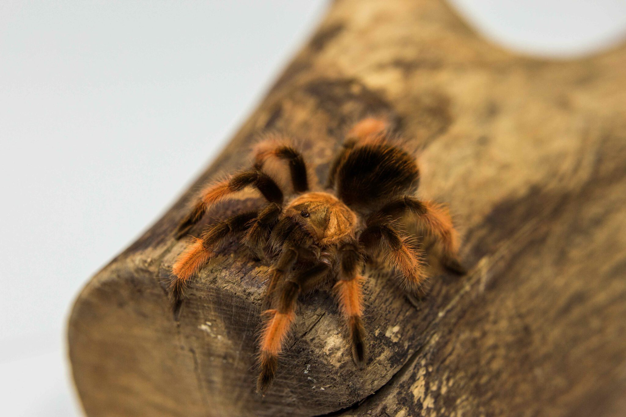 Brachypelma hamorii