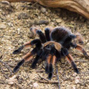 Brachypelma emilia