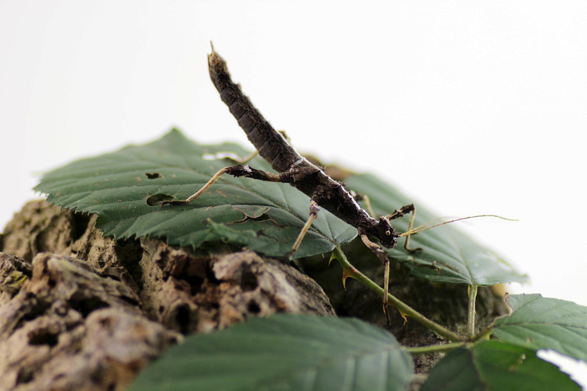 Sungaya Inexpectata "Lowlandform Of Sunny Stick Insect" - Insektenliebe