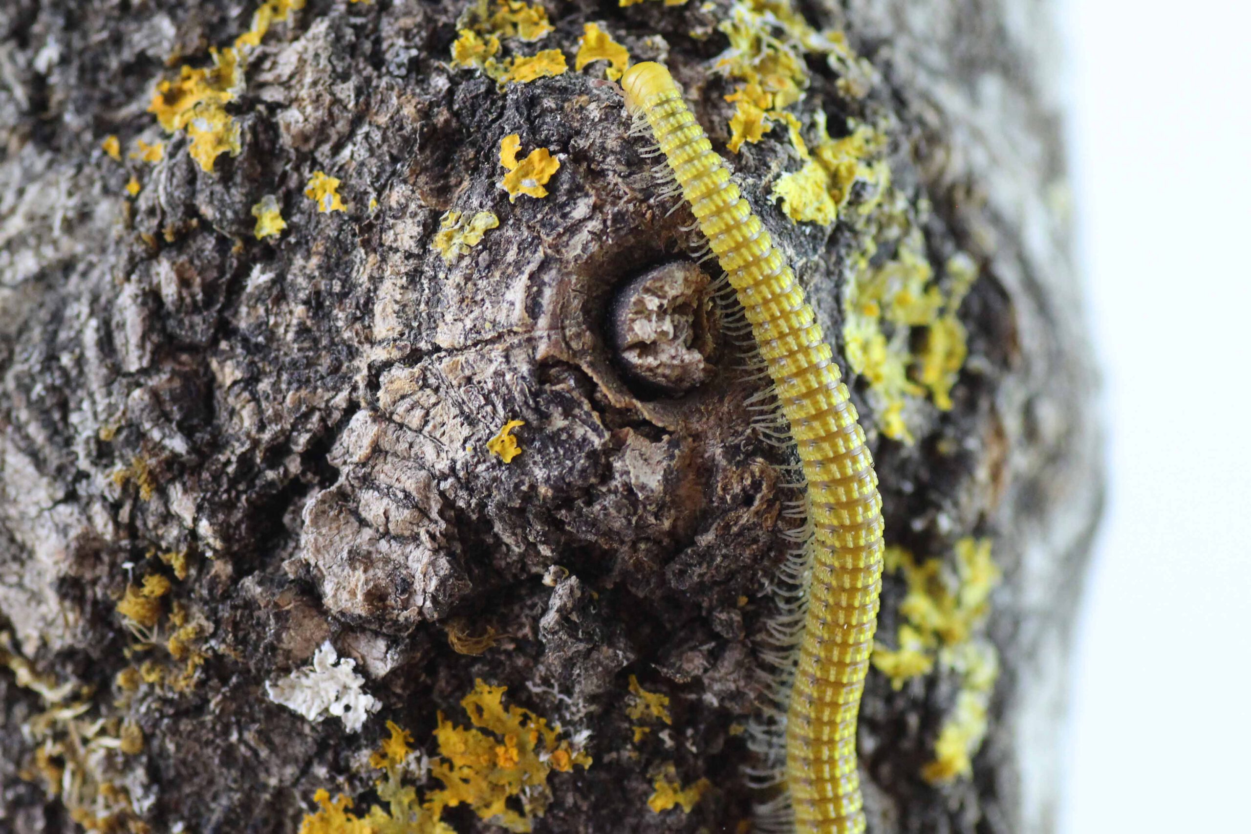 Glyphiulus-spec.-_Thailand_