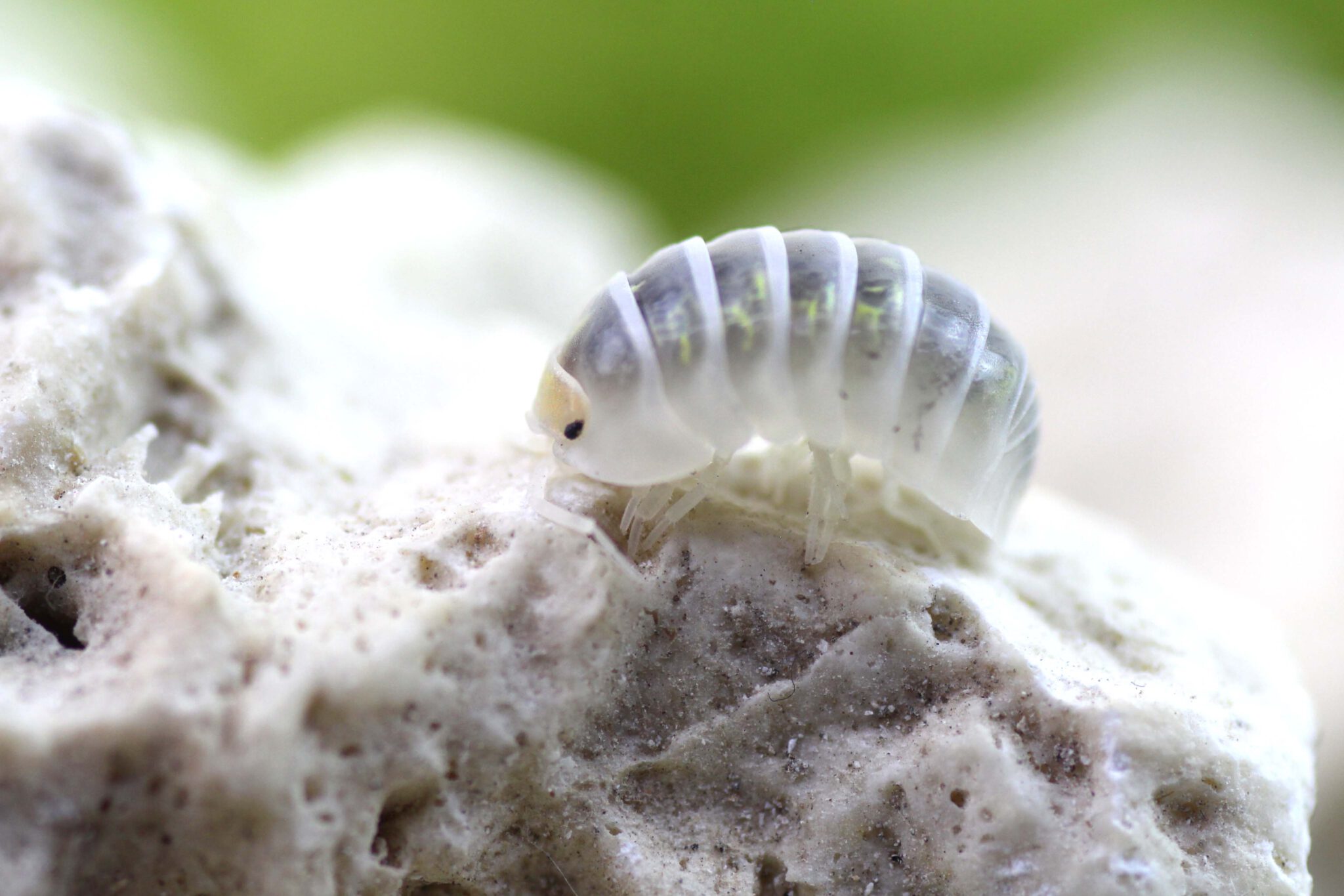 Armadillidium spec. St. Lucia
