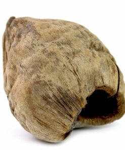 Nut shell with hole