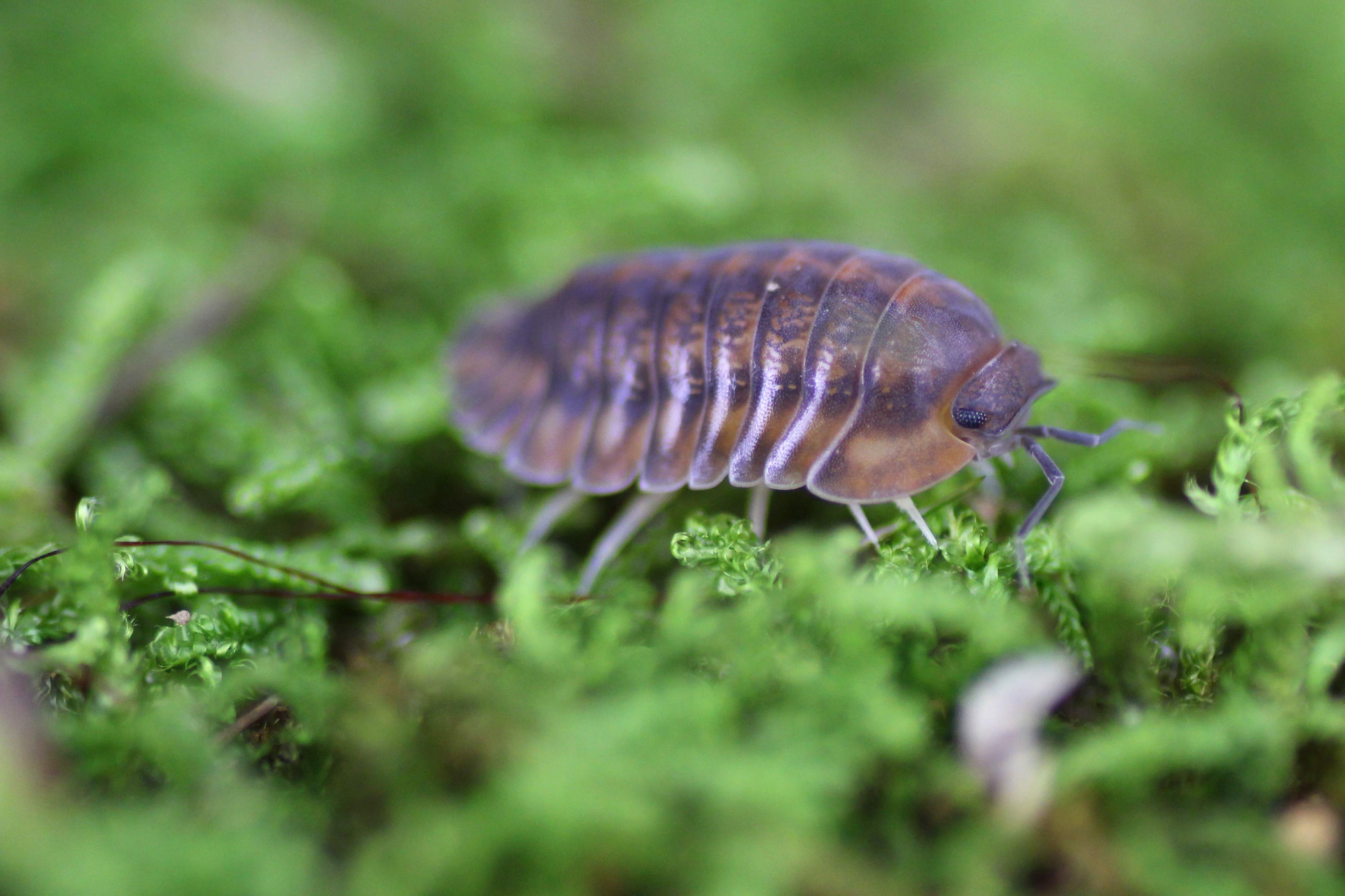 Cubaris spec. “Phipun Dark Red”