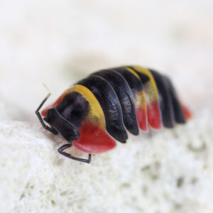 Merulanella-spec.-„Tricolour