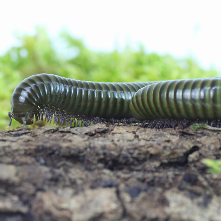 Spirostreptus spec. 8 