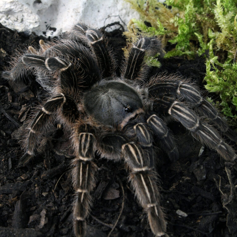 Phidippus regius 